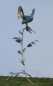 Preview: Capercaillie in tree sculpture
